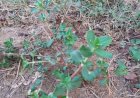 மாதவிடாய்க் கோளாறு நீக்கும்  நாட்டு வைத்தியம்