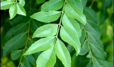 கருவேப்பிலை  துவையல் செய்வது  எப்படி