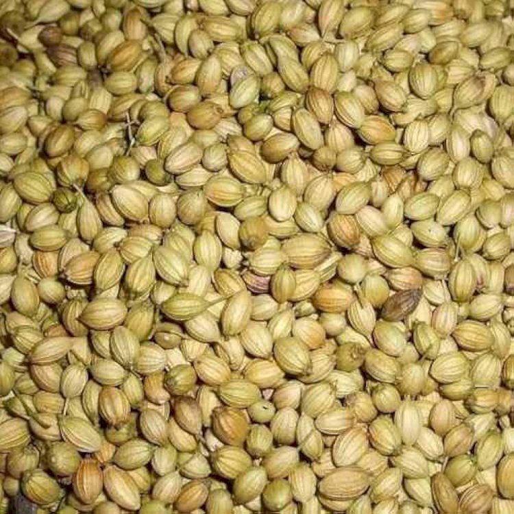 காய்ந்த மல்லியை தண்ணிரில் கலந்து அருந்துவதால் என்ன நன்மை...?